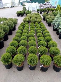 В садовом центре поступление эксклюзивных хвойных  растений