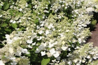 Гортензии в садовом центре Самары