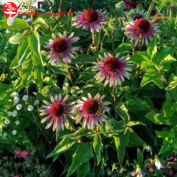 Основное изображение товара