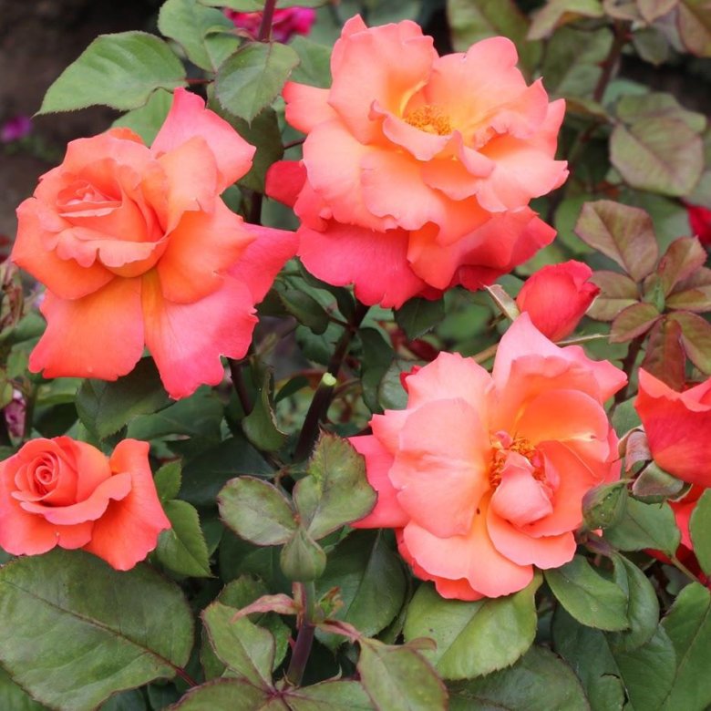 Основное изображение товара