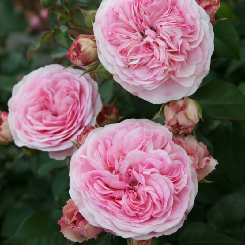 Основное изображение товара