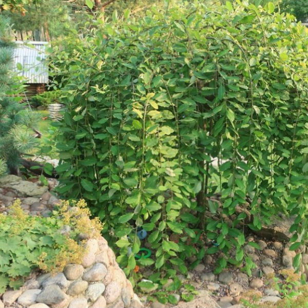 Основное изображение товара