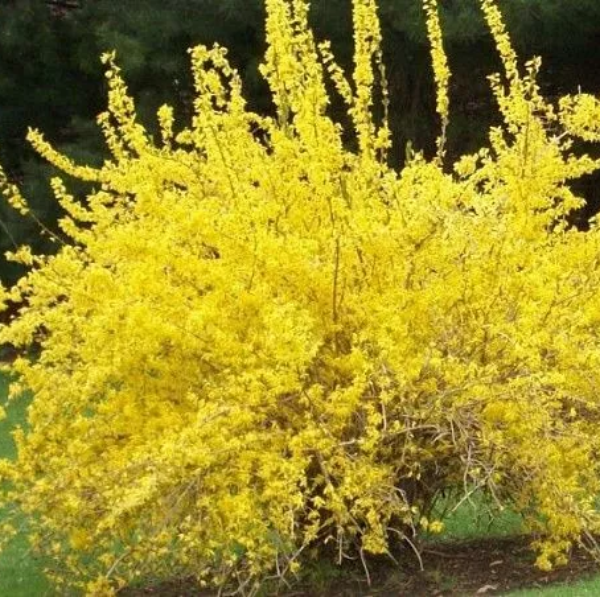 Форзиция промежуточная Голдзаубер