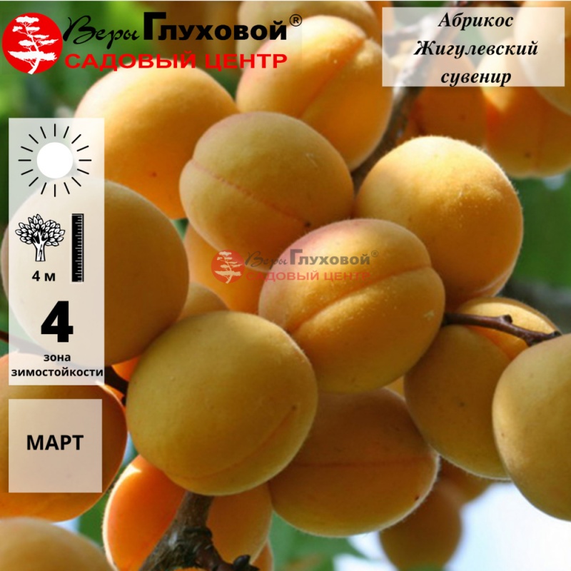 Абрикос Жигулевский сувенир (ранний сорт)