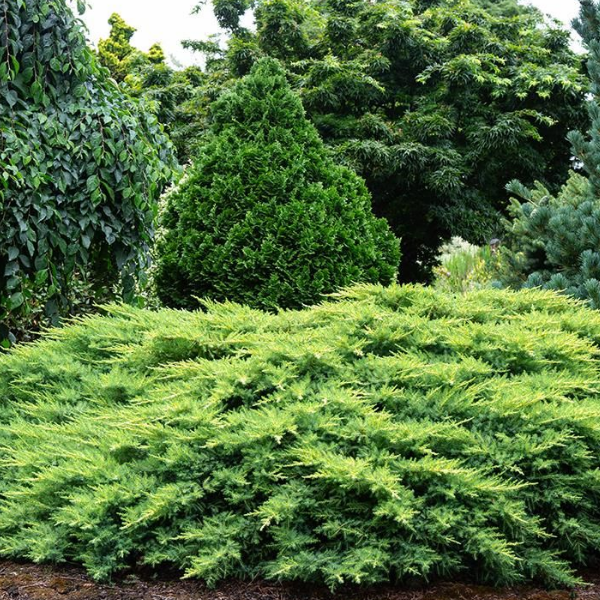 Основное изображение товара