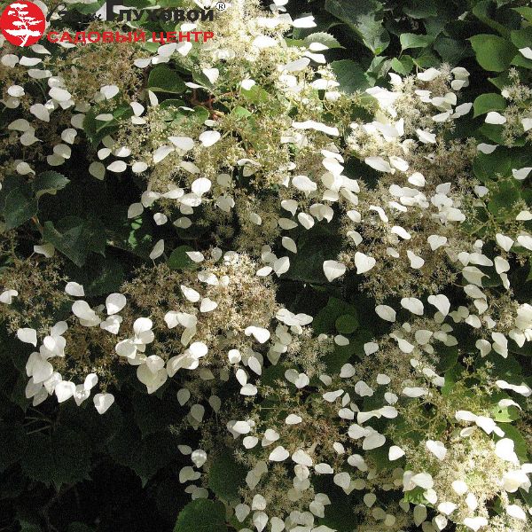 Основное изображение товара