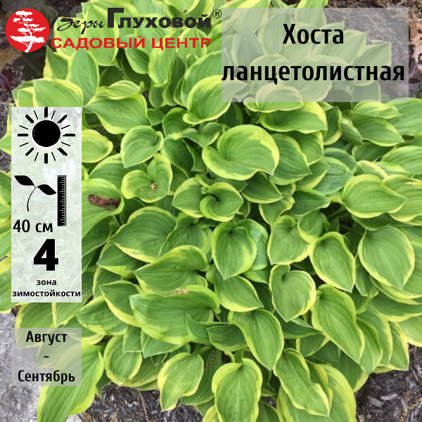 Основное изображение товара