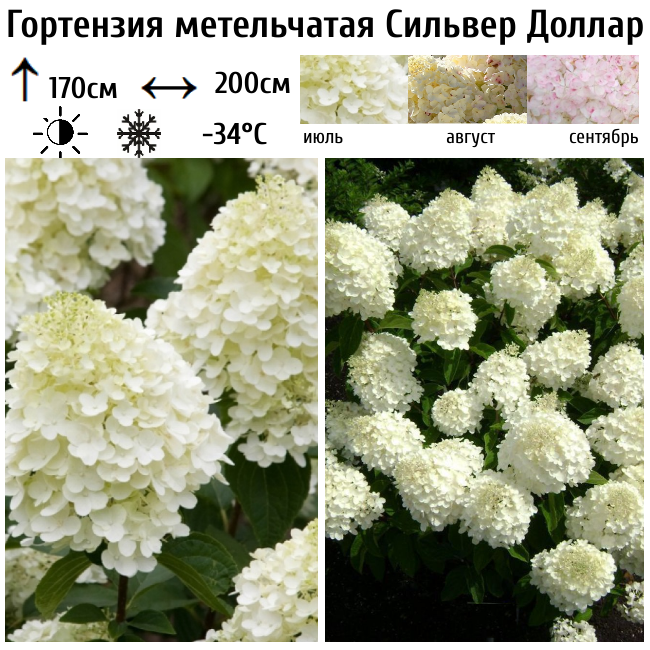 Гортензия метельчатая Сильвер Доллар