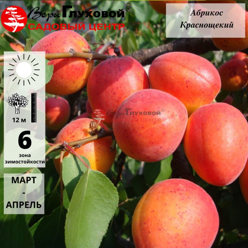 Абрикос Краснощекий (средний сорт)