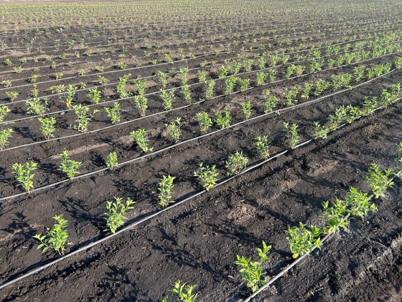 В Питомнике и Садовом центре Веры Глуховой