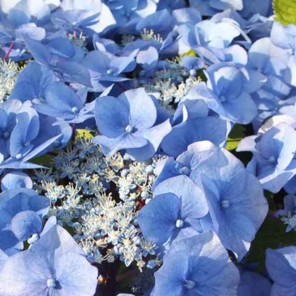 зорро.png зорро.png