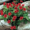Лапчатка гибридная (Potentilla hybrida) Гибсон Скарлет С3 СП/24