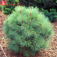 Основное изображение товара