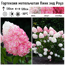 Основное изображение товара