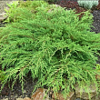 Микробиота