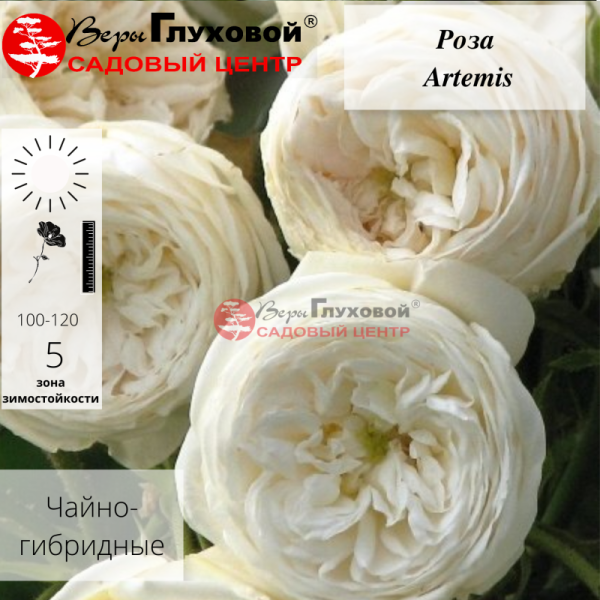 Основное изображение товара