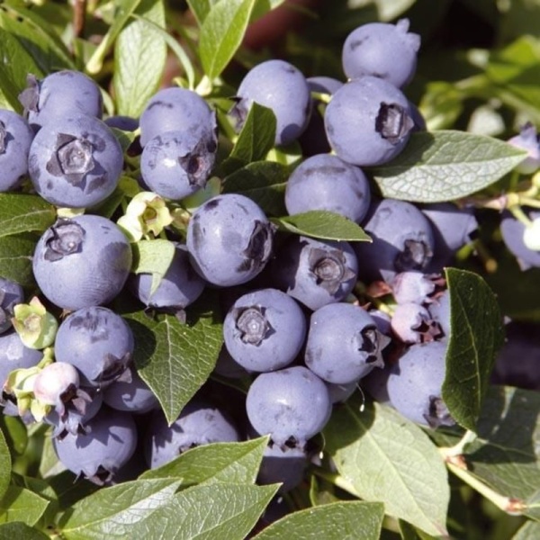 Основное изображение товара