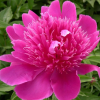 Пион молочноцветковый (Paeonia lactiflora) Перпл Спайдер С4 ГлХ/26