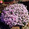 Флокс шиловидный (Phlox subulata) Канди Стрип С2 СП/26