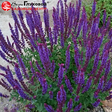 Основное изображение товара