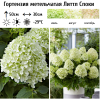Гортензия метельчатая (Hydrangea paniculata) Литтл Споки  С3 СП/25