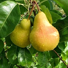 Груша Лада  (раннелетний сорт) 5-летка 200-300 РАг/19