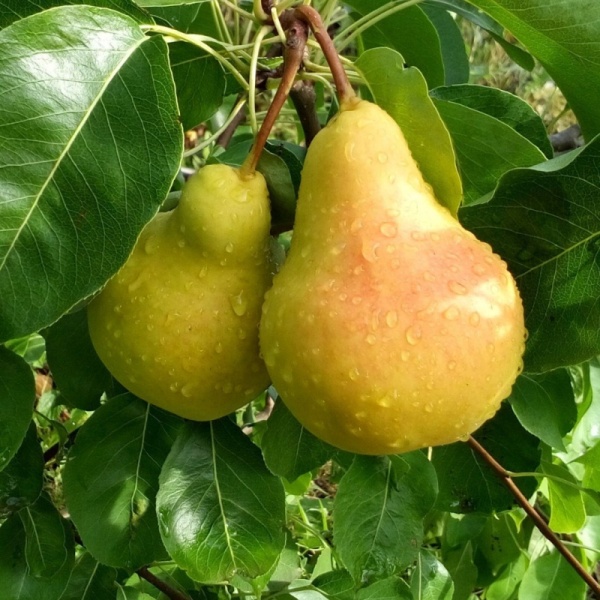 Груша Лада  (раннелетний сорт) 5-летка 200-300 РАг/19