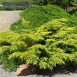 Можжевельник средний 