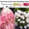Гортензия метельчатая (Hydrangea paniculata) Распберри Пинк  С3 СП/26