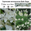 Гортензия метельчатая (Hydrangea paniculata) Вайт Леди  С7,5 СП/24