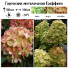 Гортензия метельчатая (Hydrangea paniculata) Граффити  С3 СП/26