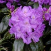 Рододендрон (Rhododendron) крупноцветковый 'Purpureum Grandiflorum' 30-40 С5 ПЧ/25