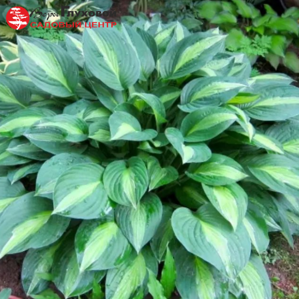 Основное изображение товара