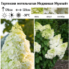 Гортензия метельчатая (Hydrangea paniculata) Меджикал Мунлайт  С3 СП/25