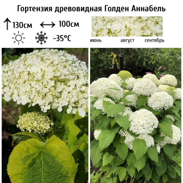 Основное изображение товара