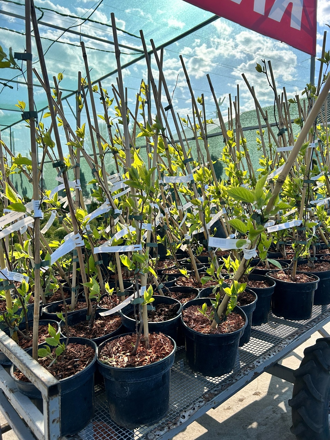 Лиана, которая удивляет - Актинидия Шимановского