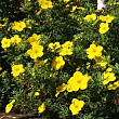 Лапчатка кустарниковая 