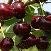 Вишня Харитоновская (V5-10л) ( средний, темно-красный)