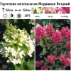 Гортензия метельчатая (Hydrangea paniculata) Меджикал Везувий С3 НАп/26