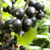 Смородина черная Добрый Джин (средний сорт)