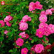 Роза Ругоза (Rosa rugosa) канадская 
