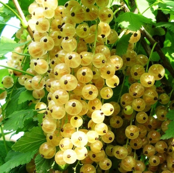 Основное изображение товара