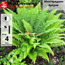 Основное изображение товара