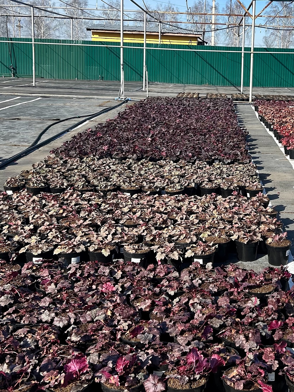 Раскрасим раннюю весну гейхерами!