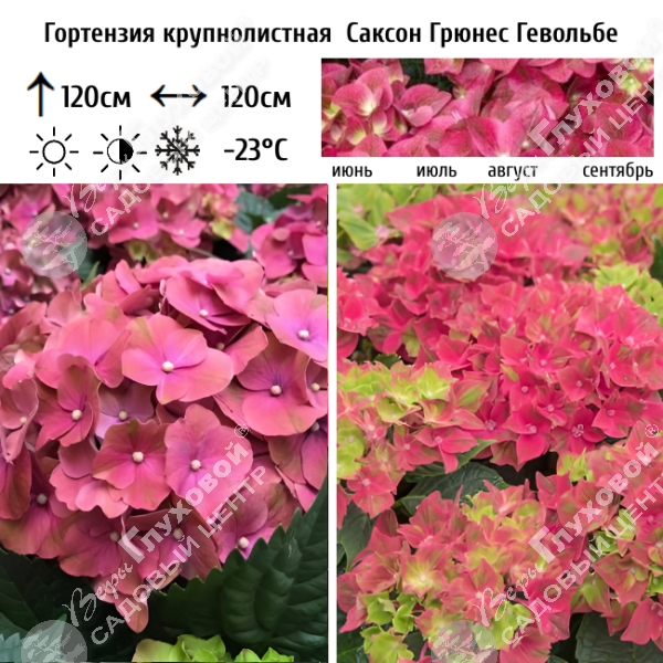 Гортензия крупнолистная "Саксон Грюнес Гевёльбе" на фото