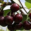 Дюк 