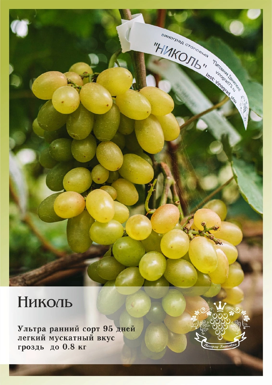 Приглашаем жителей Самары на ДЕНЬ ВИНОГРАДА