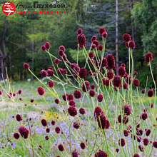 Основное изображение товара