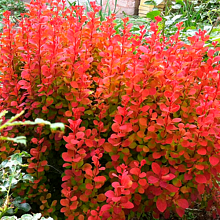 арбарис Тунберга «Оранж Рокет» Berberis thunbergii «Orange Rocket»