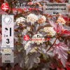 Пузыреплодник калинолистный (Physocarpus opulifolius) Шух С3 СП/25